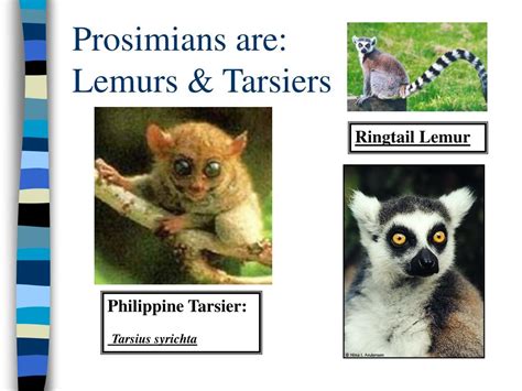 Ppt Linnaeus Taxonomy Powerpoint Presentation Free Download Id