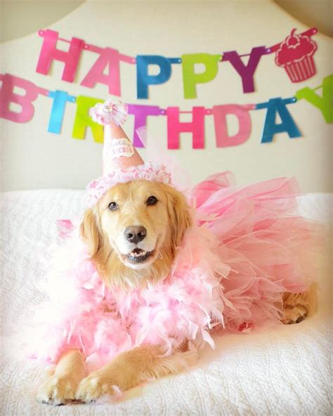 Goldens Teddy Harper And Louie On Instagram This Pretty Girl Turns 3