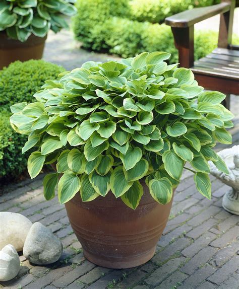 Growing Hosta In Containers