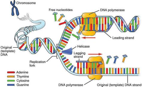 Dna Replication Explained With Zipper Model Epomedicine