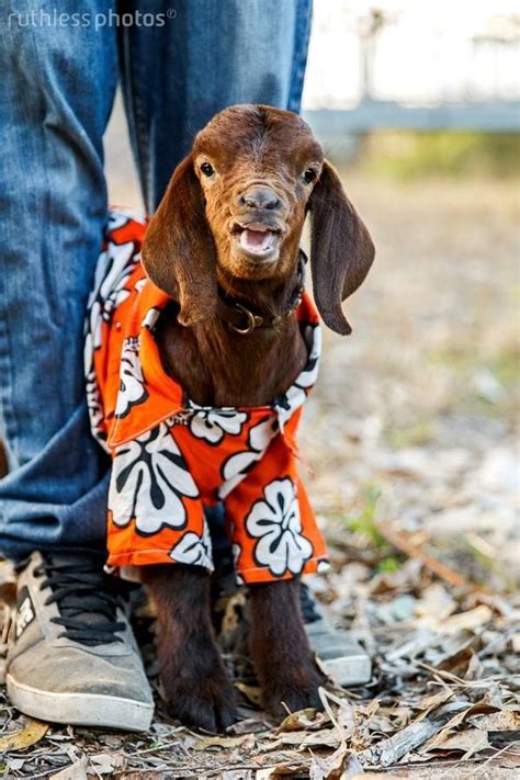22 Adorable Goats Wearing Clothes