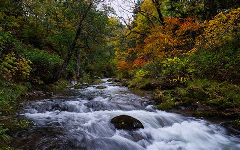 Images Japan Hokkaido Nature Autumn Forests Moss River Trees