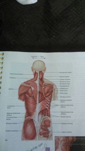 Posterior Muscles Labeled Back Muscles Labels Muscle
