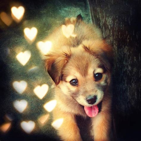 20 Cute Puppy Pictures
