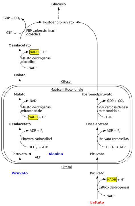 Gluconeogenesi Definizione Biochimica Reazioni Regolazione