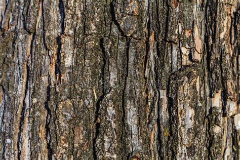 Tree Bark Photo Stock Image Image Of Textured Striped 66119335