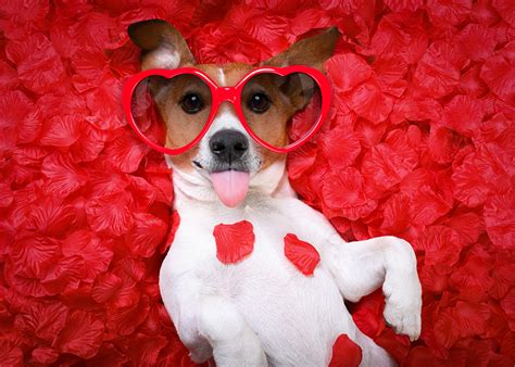 Image Valentines Day Jack Russell Terrier Dogs Heart Funny Petals