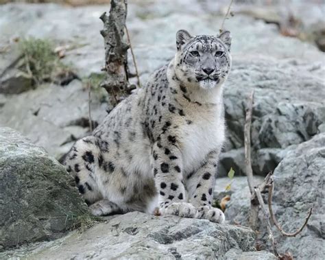 Snow Leopard Mammals Wiki Fandom