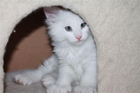 Wir suchen ein kitten (bkh,maine coon) gern auch andere. Maine Coon Kittens Glencoe Mn - Animal Friends