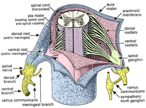 Meningeal Anatomy Anatomical Charts And Posters