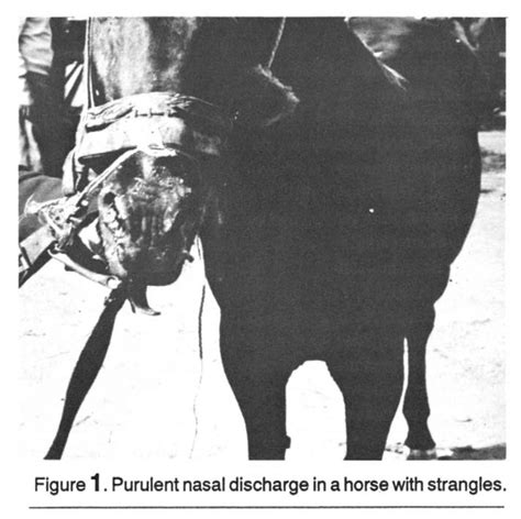 Submandibular Lymph Node Swelling And Abscessation In A Horse With