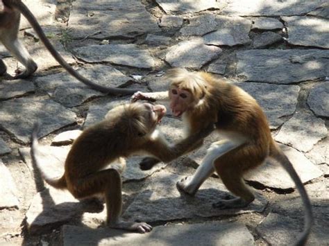 Fighting Monkeys Photo