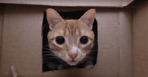 Cole And Marmalade Play In The Coolest Cardboard Cat Maze