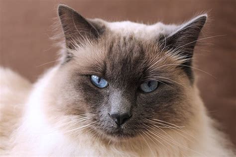 Balinese Cat Breed Profile Personality Care Pictures