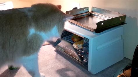 Cat Opens Toaster Oven Youtube