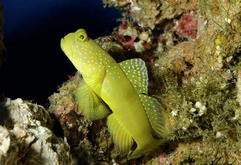 Yellow Prawn Goby Photograph By Nigel Downer