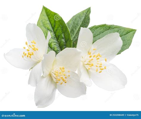 Blooming Jasmine Branch Isolated On White Stock Image Image Of