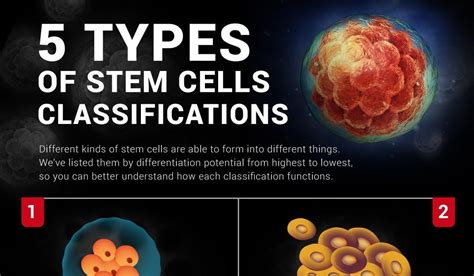 5 Types Of Stem Cells Classifications