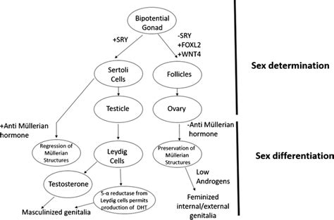 Sex Determination And Differentiation The Bipotential Gonad Develops