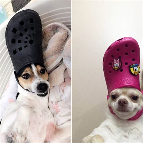 Who Knew A Croc On The Heads Of Your Dogs And Cats Make Them Look Just