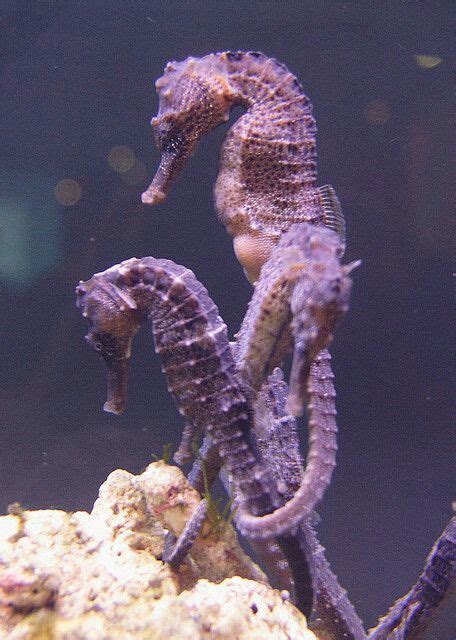 Purple Seahorses Seahorse Beautiful Sea Creatures Ocean Creatures
