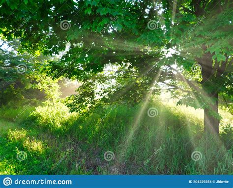 Sun Shines Through Tree At Sunrise In The Forest Lighting Up Green