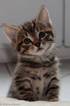 Pet bakery cuenca, cuenca, ecuador. Adorable Cute Grey Tabby Kitten Winnie! | Pets