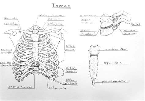 Anatomy Of Body What Under Rib Age The Thoracic Cage The Ribs And