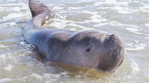 Baby Dugong Euthanasedtownsville Scientists Defend Decision