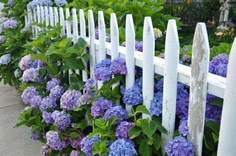 Flowers On The Fence Beautiful Addition To Every Yard Growing