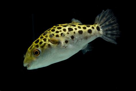 Top 10 Pufferfish You Can Keep In Freshwater And Brackish Aquariums