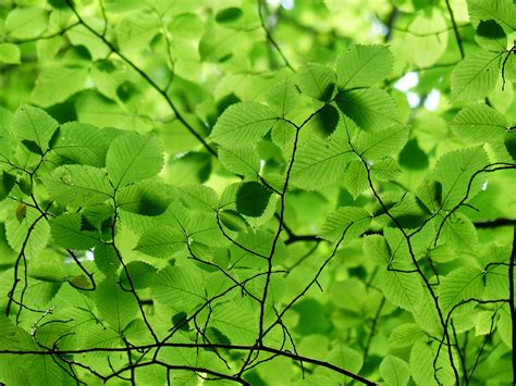 Leaves Canopy Green Free Photo On Pixabay