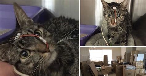 Miracle Cat Trapped Inside A Box For 64 Days Survives 3600 Mile Journey Without Food Or Water