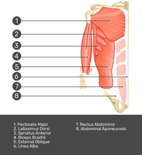 Rectus Abdominis Anatomy And Function Getbodysmart