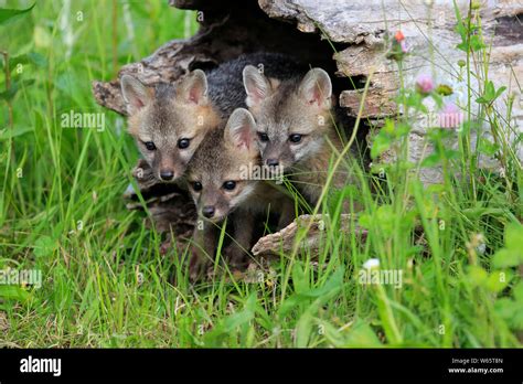 Gray Fox Youngs On Log Pine County Minnesota Usa North America