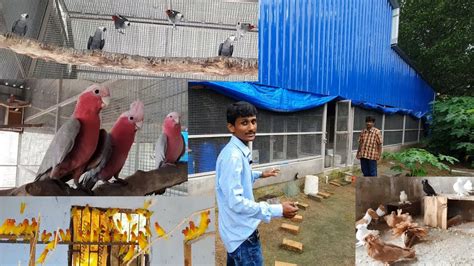 Attractive Large Exotic Birds Parrots Aviary Farm Enjoying The