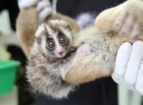Slow lorises, marmosets and micro-pigs: the problem with ...