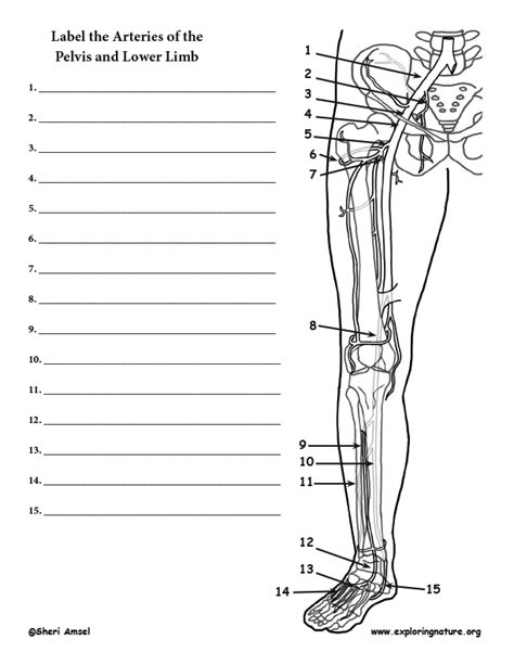 Label number 1 in the diagram indicates which part of the bone. 32 Arteries Of The Leg Diagram - Wiring Diagram List