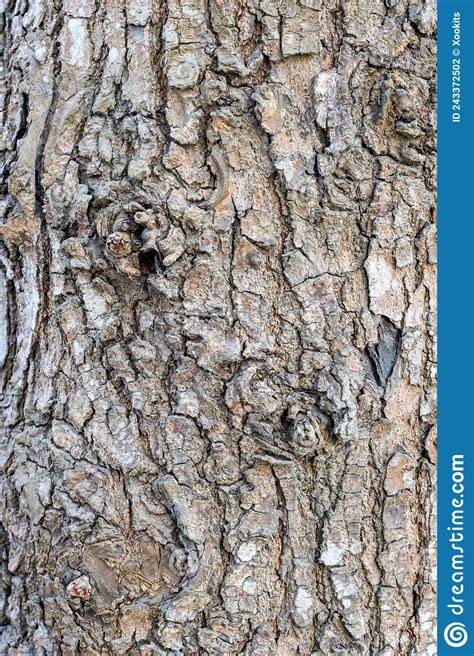 Rugged Tree Trunk Close Up Shot For Bark Texture Stock Photo Image Of