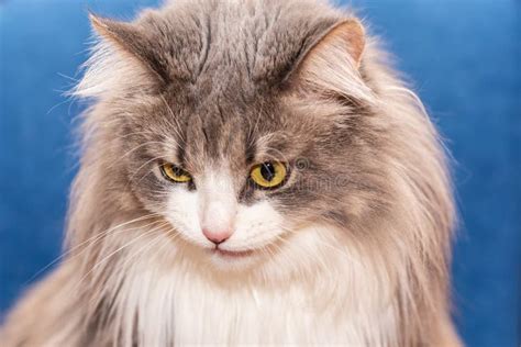Portrait Of A Fluffy Cat With A Very Long Coat Stock Photo Image Of