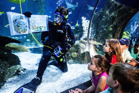Sea Life Aquarium Regresa A Legoland California Próximo Destino