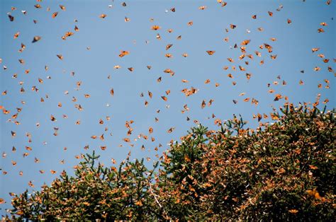 How To See The Monarch Butterfly Migration In Mexico