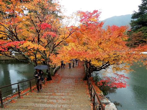 Hutan bambu dan taman sakura menjadi salah satu tempat wisata alam di. Menikmati Keindahan Musim Gugur Di Negeri Sakura Jepang ...