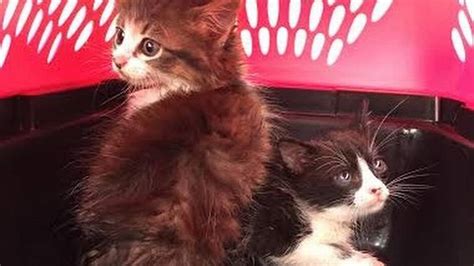 kittens rescued after being tossed in storm drain miami herald