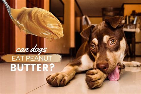 Can Dogs Eat Peanut Butter Is It Safe Good Or Bad Canine Bible
