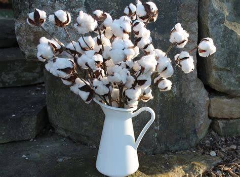 cotton boll stems set of 5 20 cotton stems cotton