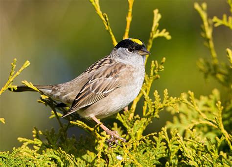 100 Golden Crowned Sparrow Stock Photos Pictures And Royalty Free