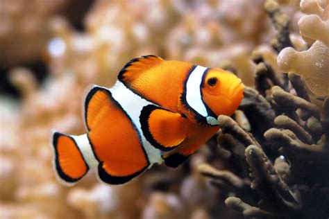 Clown Fish Info And New Photos Images The Wildlife