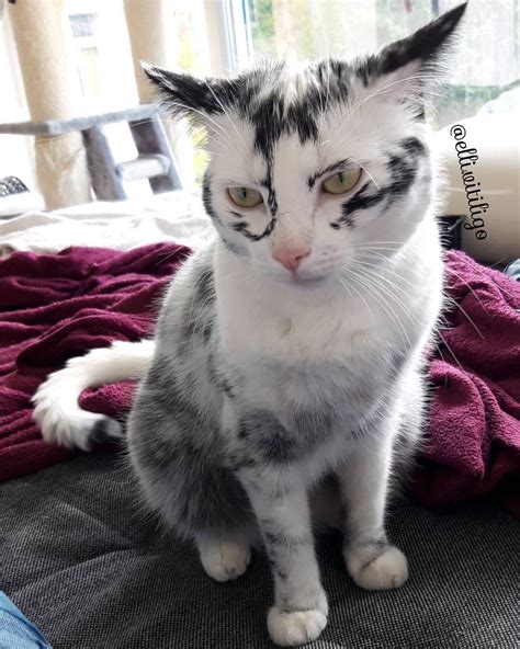 How Rare Is Vitiligo In Cats Efficacious Blogged Picture Show