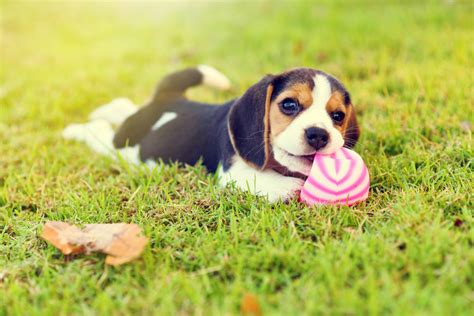 A Guide to Puppy Playtime Habits - Petland Kansas City